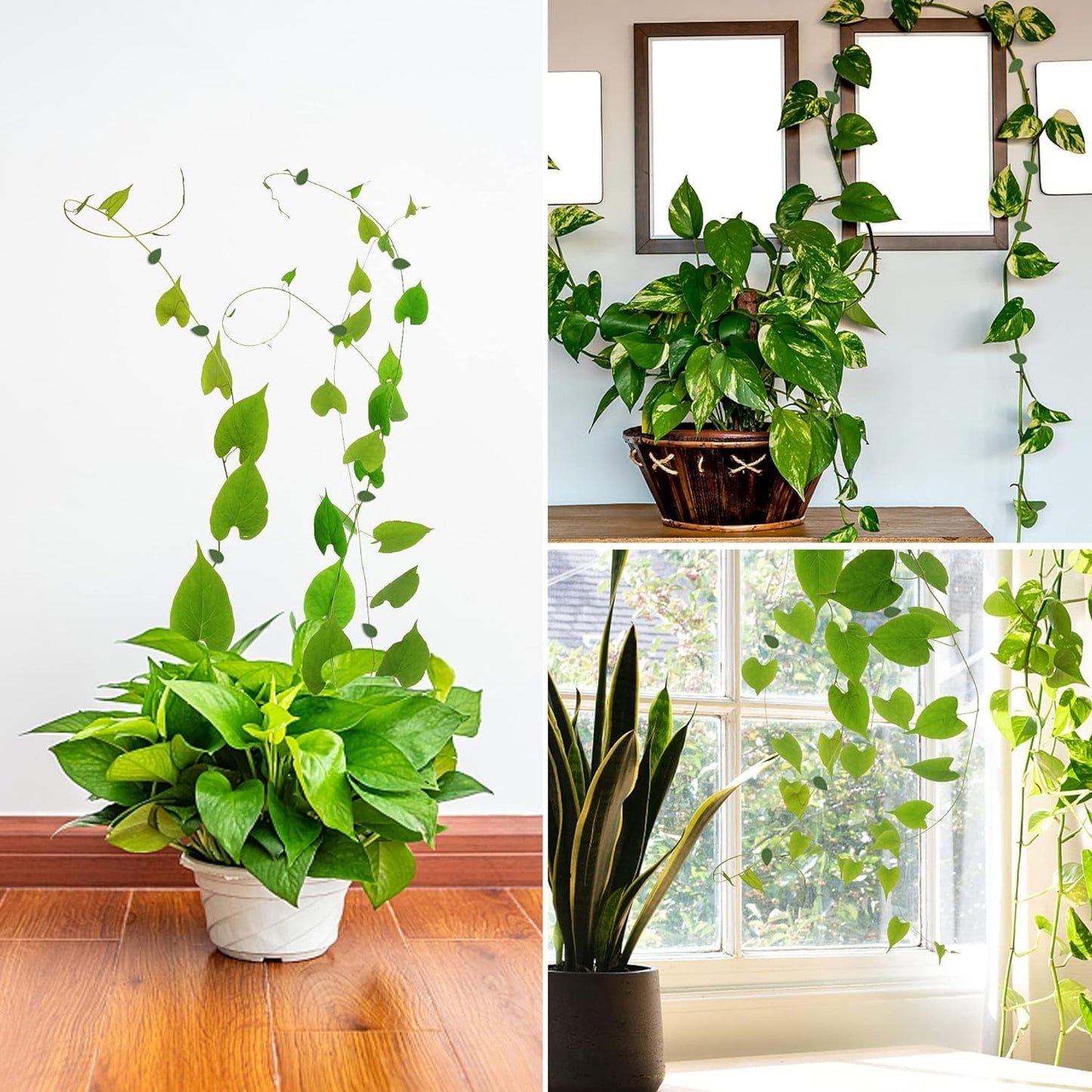 Plant Climbing Wall Fixture Clip Self-Adhesive Hook Vines Traction Invisible Stand Green Plant Clip Garden Wall Clip Plant Support Binding Clip Plants for Indoor Outdoor Decoration (30 Pcs Set)